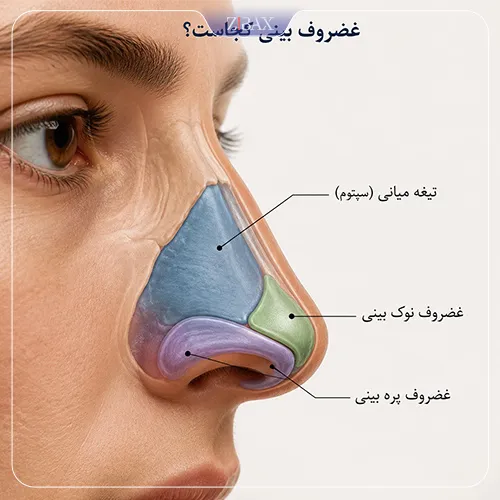 غضروف بینی کجاست