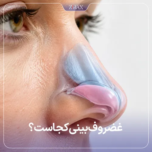 غضروف بینی کجاست